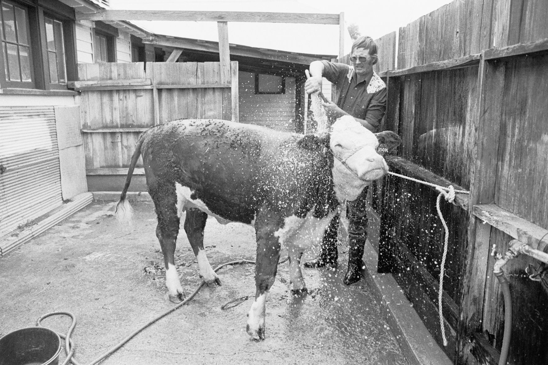 Cow being bathed, 1979